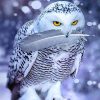 Animal White Owl With Feathers Bright Eyes
