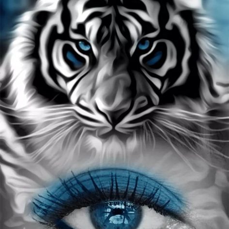 Variety Tiger And Blue Eyes Creativity