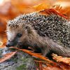 Cute Hedgehog In Autumn