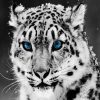 Black And White Leopard With Blue Eyes In Winter