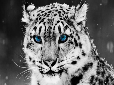 Black And White Leopard With Blue Eyes In Winter