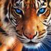 Ferocious Blue-eyed Tiger