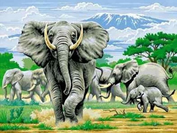 Natural Forest Elephant Ecology