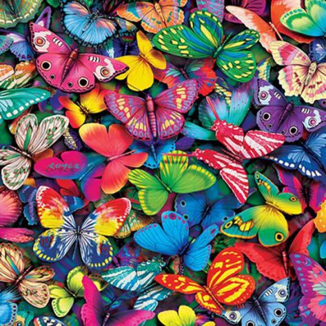 Butterflies Of Various Colors