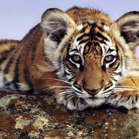 Tiger Lying On The Rock