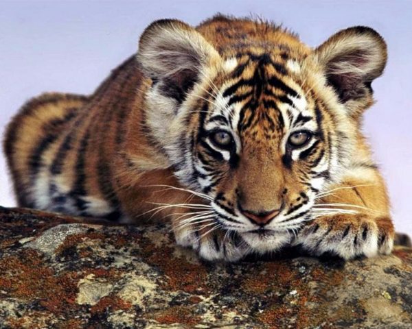 Tiger Lying On The Rock