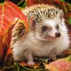 Cute Hedgehog Hiding In The Leaves