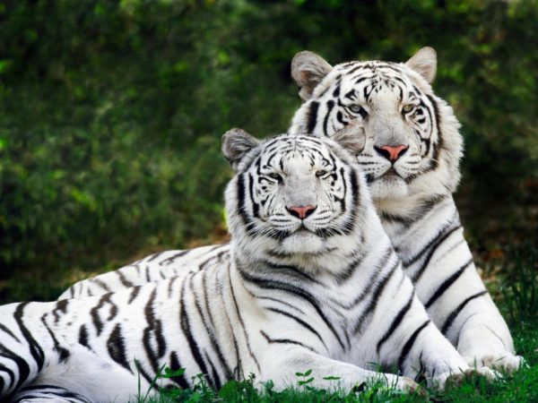 Two Tigers Are Sitting On The Lawn