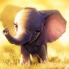 Baby Elephant Cub Walking In The Lawn