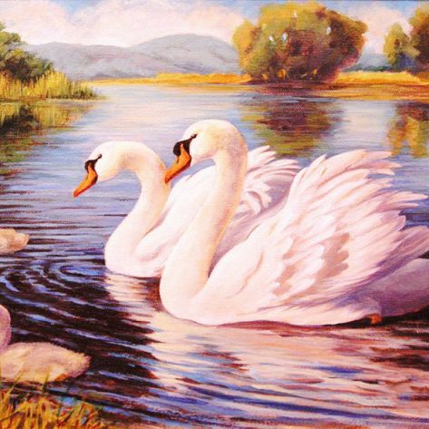 Happy Swan Family Swimming On The Water