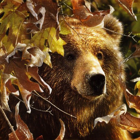 Bear Behind Autumn Leaves