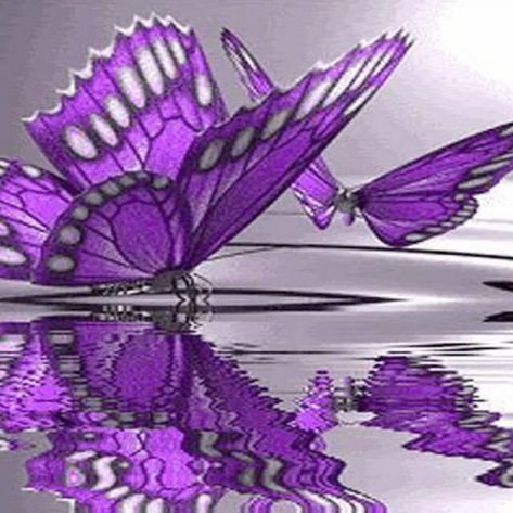 Two Purple Flower Butterflies Playing On The Water