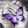 Purple Butterfly On Hand On Gray Wall