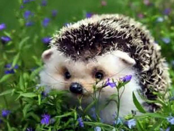 Healing Hedgehog